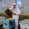 мёд без сахара в Москве