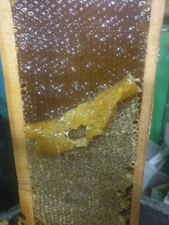 натуральный мёд от пчеловода в Москве 6