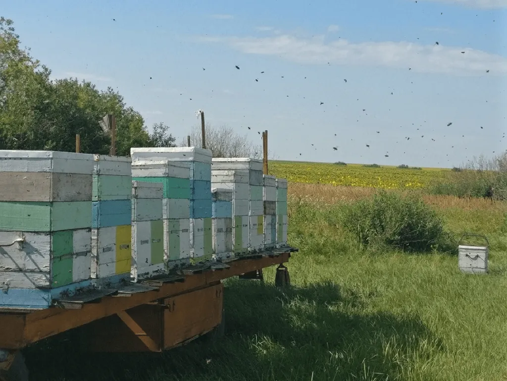 натуральный мёд от пчеловода в Москве 5