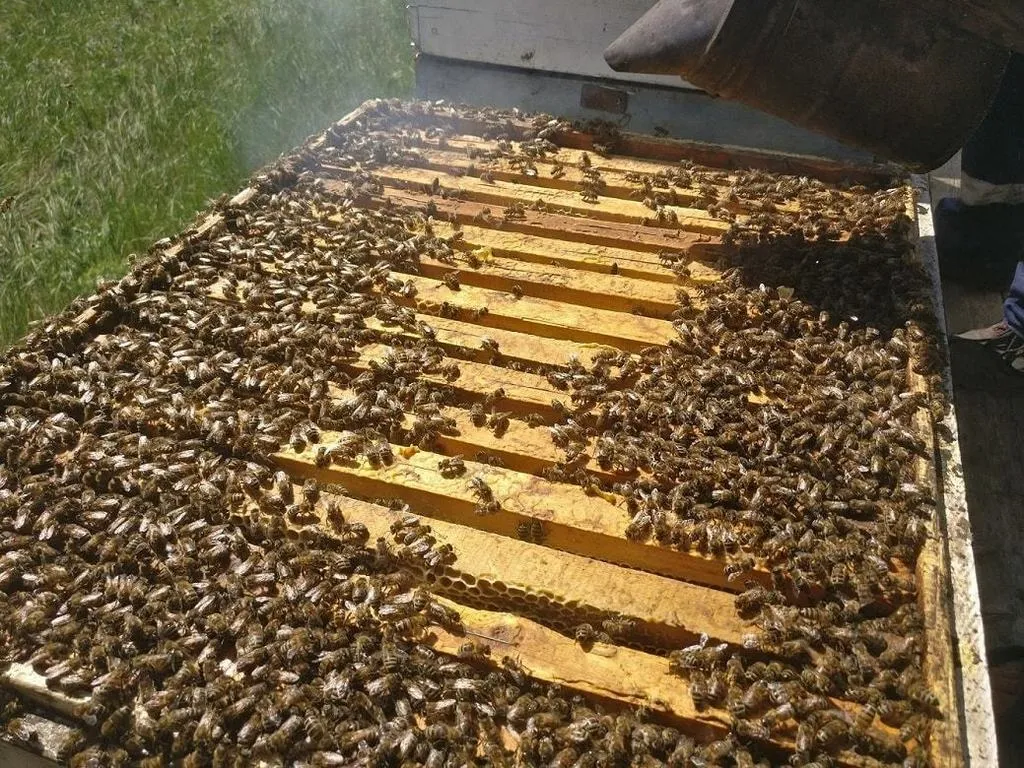 натуральный мёд от пчеловода в Москве 4